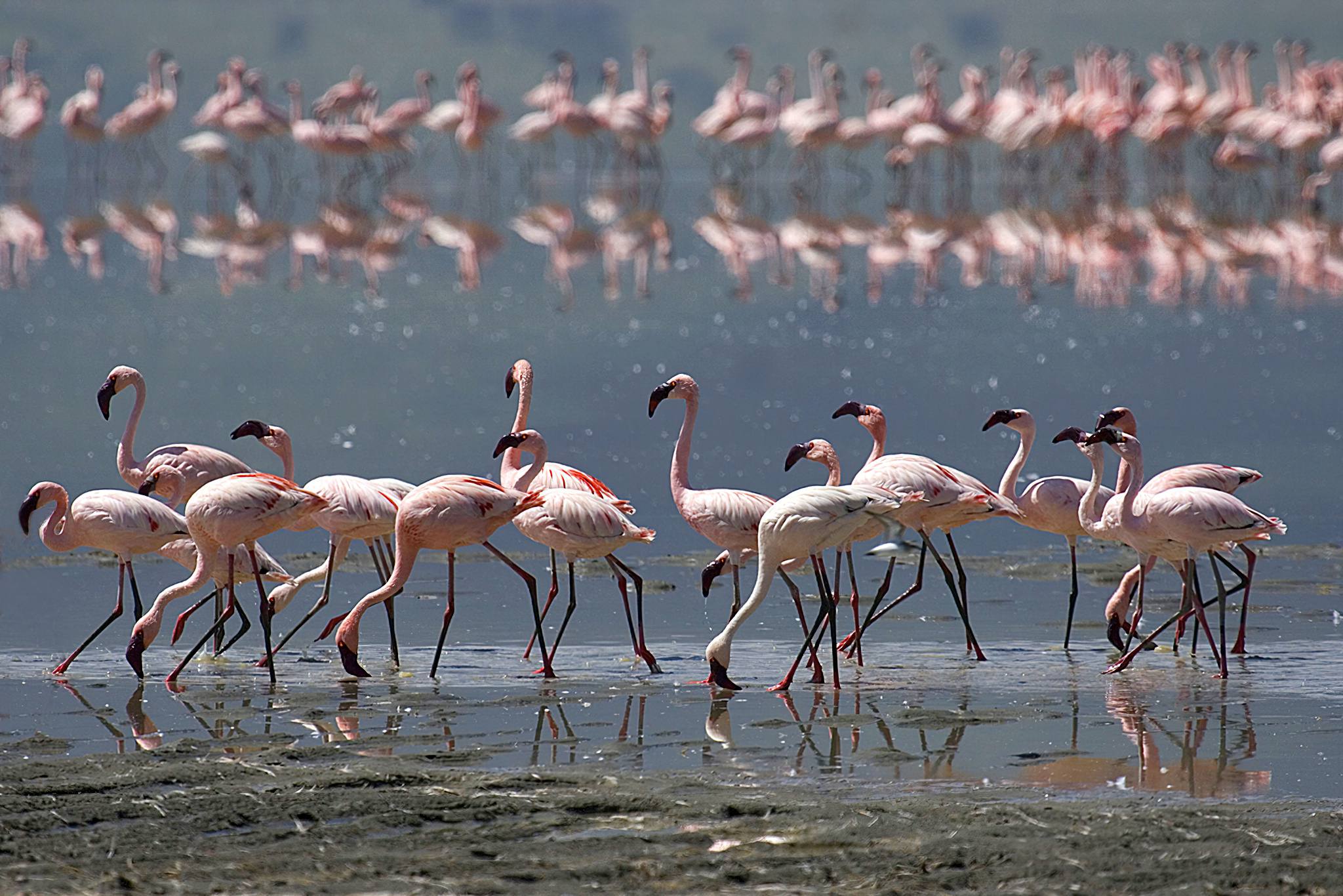 Flamingo flocks across the red-tinted waters of Lake Natron