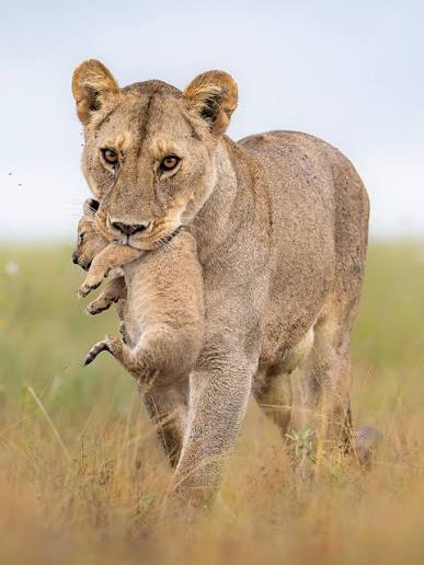 Lioness walking through golden grass at sunset in the Serengeti