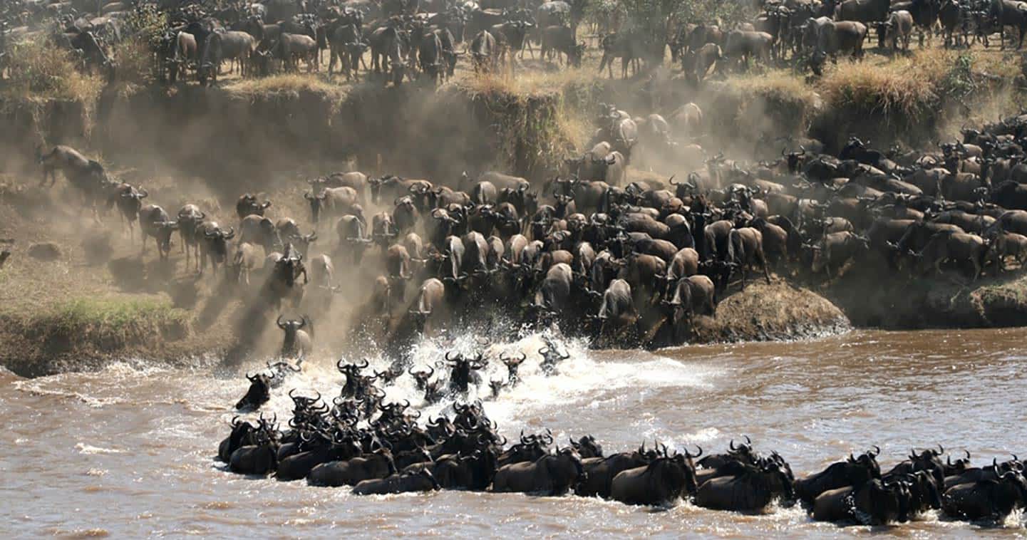 [Placeholder — Great Migration Witness package image]