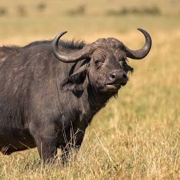 Buffalo portrait in natural habitat