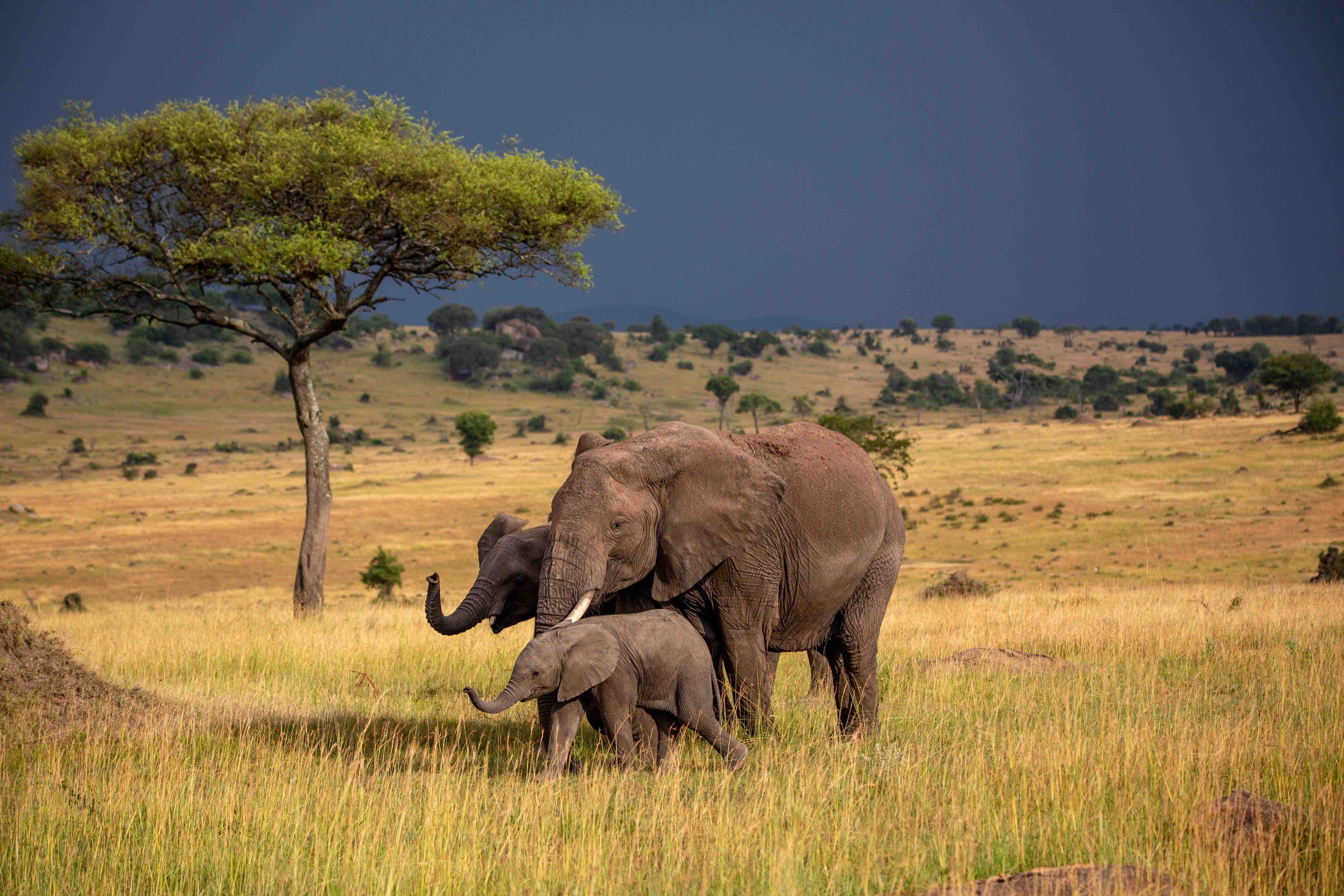 Elephant portrait in natural habitat