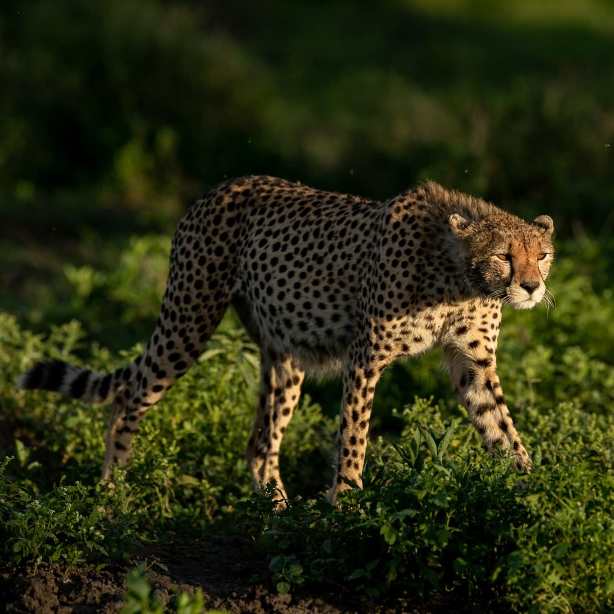 Leopard portrait in natural habitat