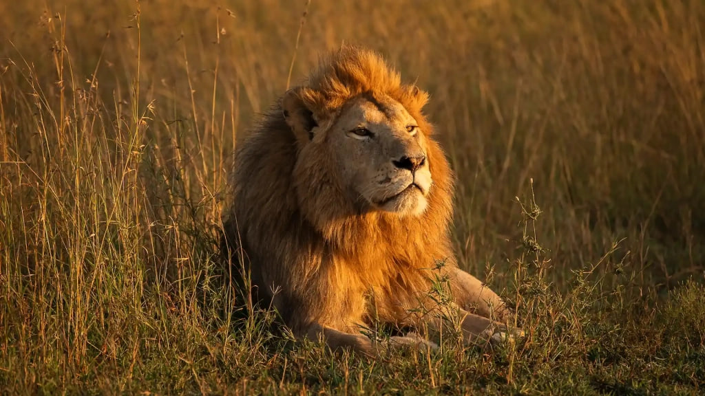 Lion portrait in natural habitat