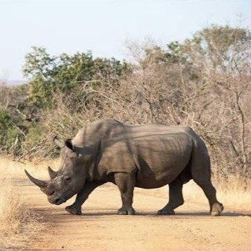 Rhino portrait in natural habitat